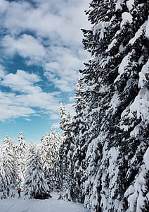 person riding ski blade near tall trees filled of snow at daytime thumbnail