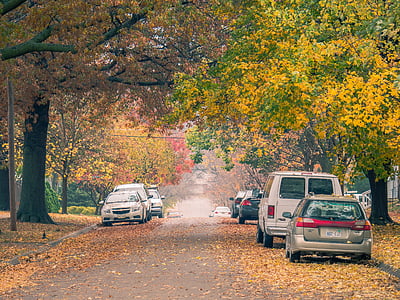 several cars on road with trees thumbnail