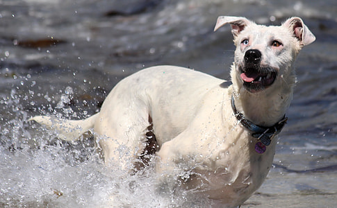 adult white dog on the body of water photography thumbnail