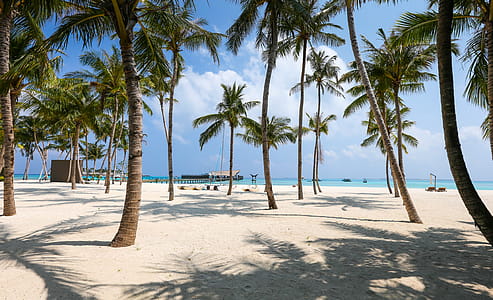 Photo of Beach and Palm Trees thumbnail