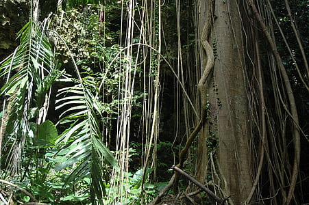 green leaf trees inside forest at daytime thumbnail