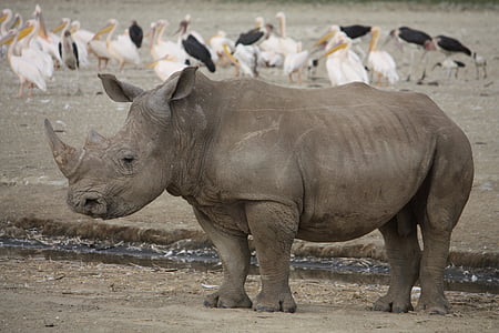 gray rhinoceros thumbnail