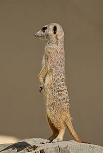 brown meerkat thumbnail
