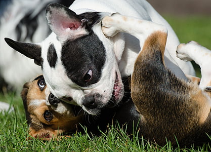 beagle and French bulldog playing on green grass field close-up photo thumbnail