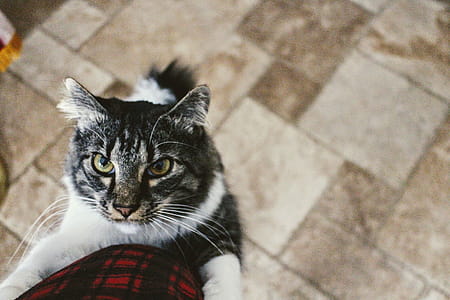 Tabby Cat thumbnail