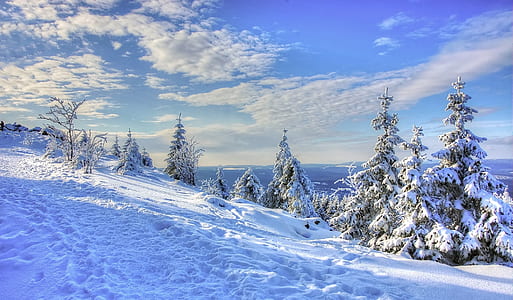 trees covered by snow thumbnail