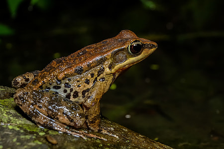Frog, Amphibians thumbnail
