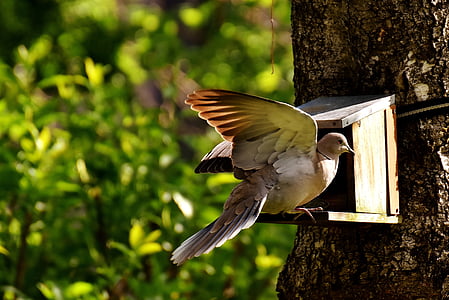 brown pigeon on birdhouse thumbnail