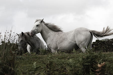two white horses on ground thumbnail