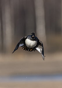 selective focus photograhpy flying white and black duck thumbnail