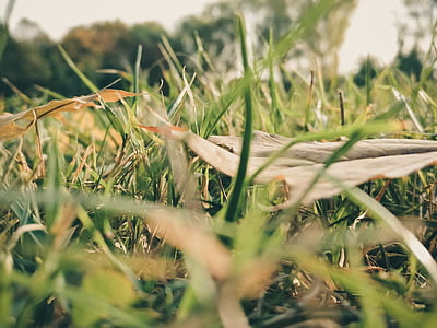 Sepia Photography of Grass during Daytime thumbnail