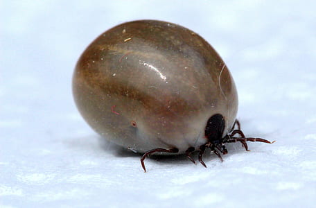 close-up photo of brown dog tick on white surface thumbnail