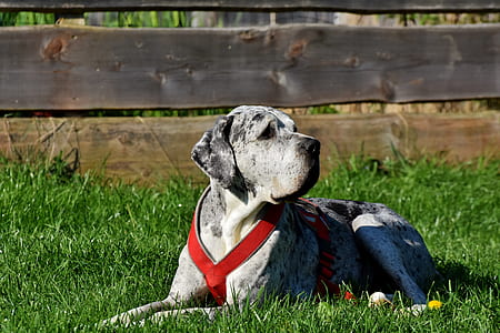 adult dogo argentino lying on the grass field thumbnail