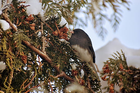 shallow focus photography of black and white bird on tree branch thumbnail