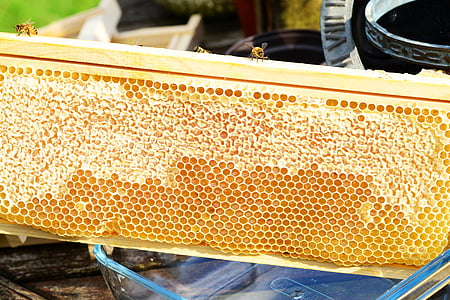 closeup photo of honeycomb thumbnail