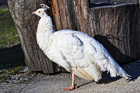white bird standing outdoors thumbnail