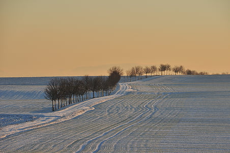 tree line on gray sand desert at golden hour thumbnail