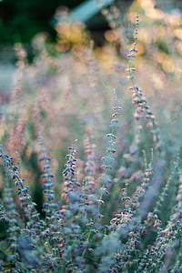 purple lavender sin bloom at daytime thumbnail