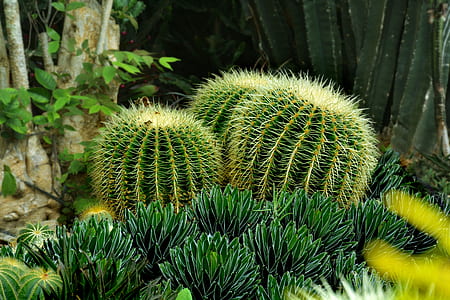three green cactus thumbnail