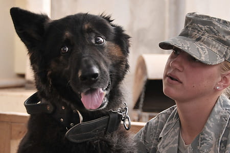 woman in gray camouflage curved brim cap looking at black dog thumbnail