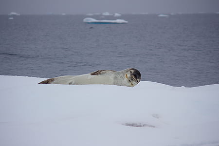 Gray Sea Lion thumbnail