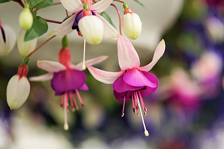 close-up photo of pink petaled flower thumbnail