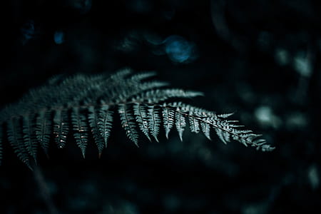 green plant thumbnail