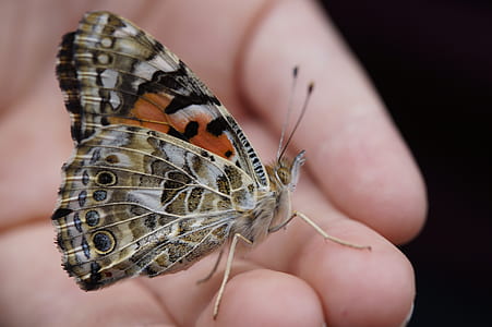 painted lady butterfly on person's palm thumbnail