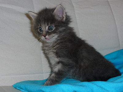 black cat on blue textile thumbnail