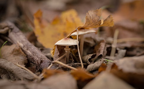 Dried Leaves thumbnail