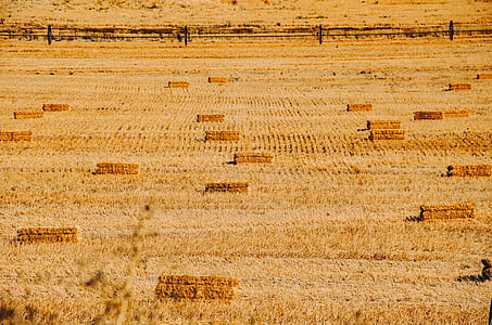 brown grass field empty thumbnail