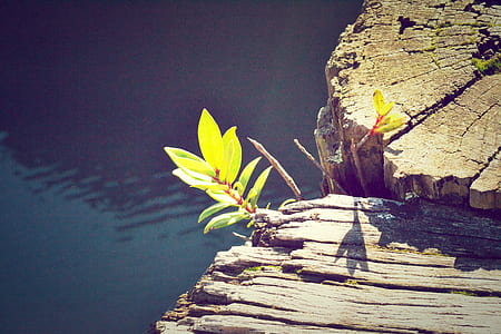 macro photography of green leafed plant on rotten wood thumbnail