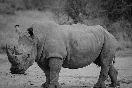 grayscale photography of rhino thumbnail