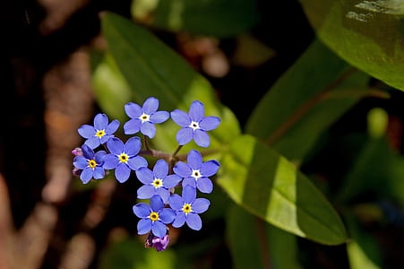 closeup photo of purple petaled flowers thumbnail