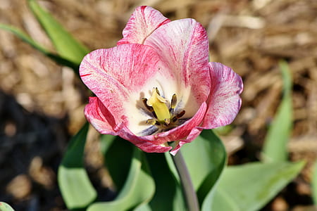 pink and white tulip in bloom selective-focus photography at daytime thumbnail