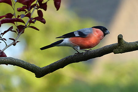 selective focus photography of bullfinch perching on branch thumbnail