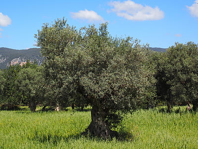 landscape photography of green leafed trees during daytime thumbnail