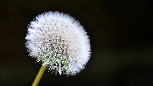 dandelion with black background thumbnail