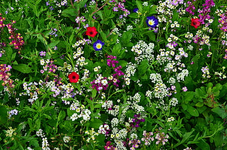white and purple flowers thumbnail