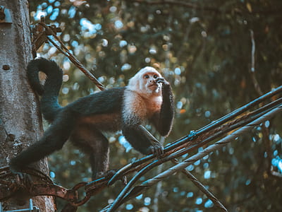 black monkey thumbnail