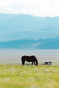 brown horse eating grass near body of water thumbnail