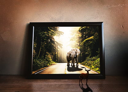 turned-on black digital photo frame displaying elephant thumbnail
