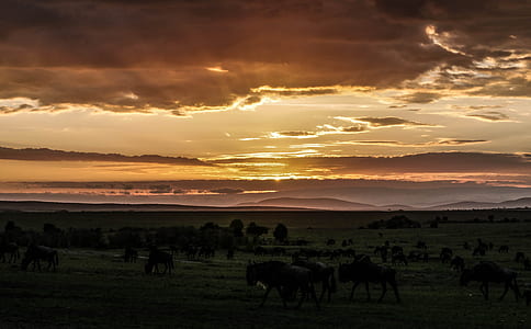 landscape photography of animals on green grass field thumbnail