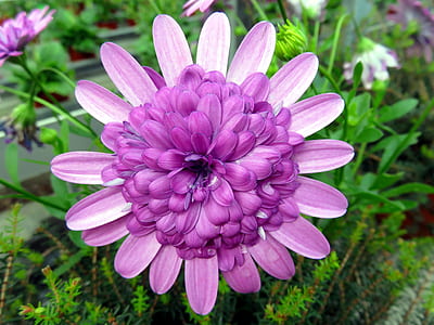close-up photo of purple petaled flower thumbnail
