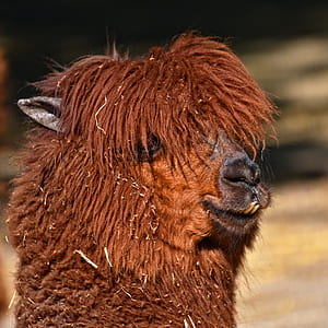 close-up photography of brown alpaca thumbnail