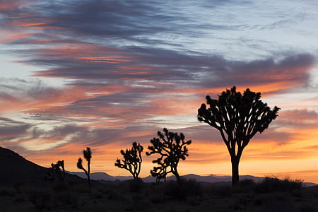 silhouette of tall trees during golden hour thumbnail