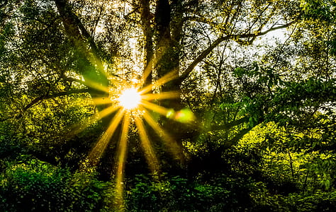 green trees thumbnail