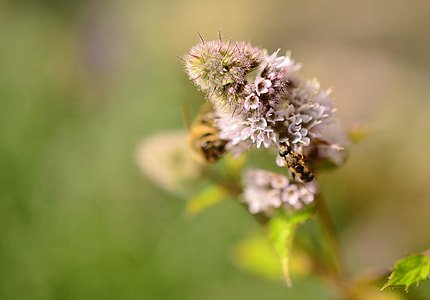 Peppermint, Peppermint Bloom thumbnail