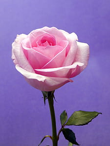 Purple Background with Pink Rose Bloom thumbnail