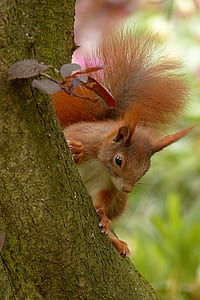 brown and white squirrel on tree branch thumbnail